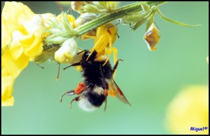 spinne gegen hummel
