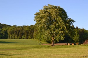 In der Nähe der Ruine Hohenegg