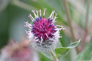 Die prächtige Blüte einer Distel