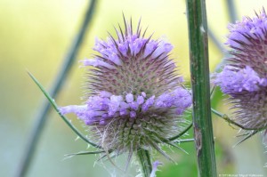 Wilde Karde
